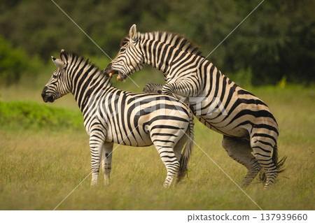 Plains zebra on hind legs biting another Plains zebra on hind legs biting another 137939660