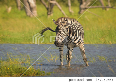 Plains zebra turns in sunshine in waterhole Plains zebra turns in sunshine in waterhole 137939663
