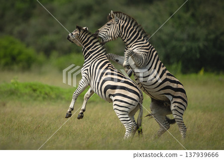 Plains zebras on hind legs play fight Plains zebras on hind legs play fight 137939666
