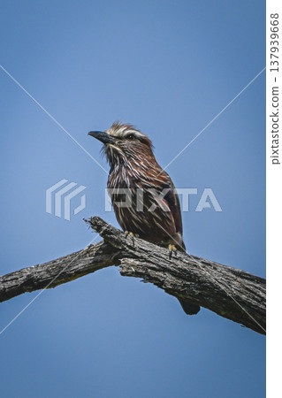 Purple roller with catchlight under blue sky Purple roller with catchlight under blue sky 137939668