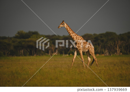 Southern giraffe crosses grassy clearing in sunshine Southern giraffe crosses grassy clearing in sunshine 137939669