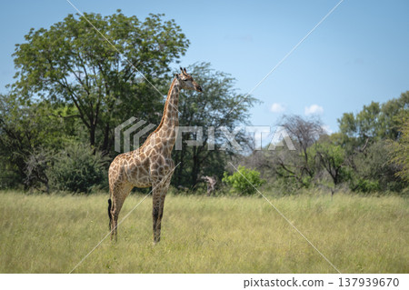 Southern giraffe stands watching camera from clearing Southern giraffe stands watching camera from clearing 137939670