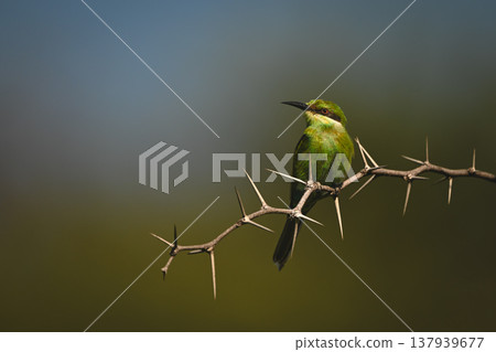 Swallow-tailed bee-eater on thornbush branch turns head 137939677
