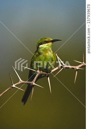 Swallow-tailed bee-eater on thorny branch facing right Swallow-tailed bee-eater on thorny branch facing right 137939678