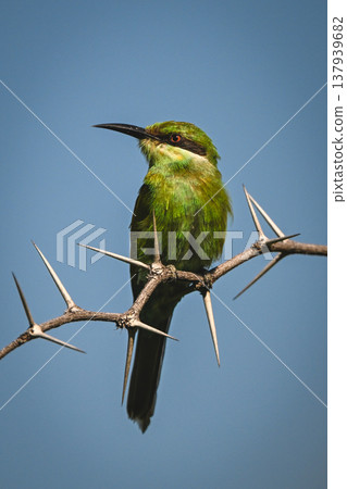 Swallow-tailed bee-eater turning head on thorny branch 137939682