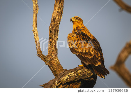 Tawny eagle framed by branches in tree Tawny eagle framed by branches in tree 137939686