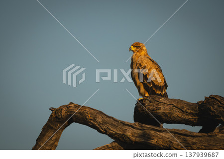 Tawny eagle on gnarled log at sunrise Tawny eagle on gnarled log at sunrise 137939687