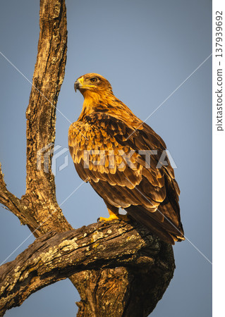 Tawny eagle with catchlight stares from tree Tawny eagle with catchlight stares from tree 137939692