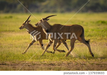 Two common eland gallop past in clearing 137939693