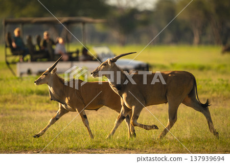 Two common eland pass truck in clearing Two common eland pass truck in clearing 137939694