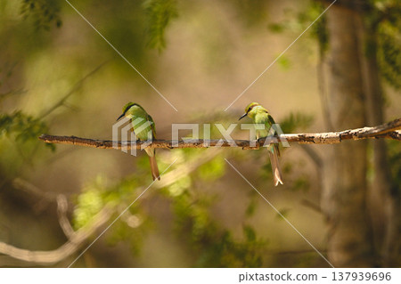 Two swallow-tailed bee-eaters look down from branch Two swallow-tailed bee-eaters look down from branch 137939696