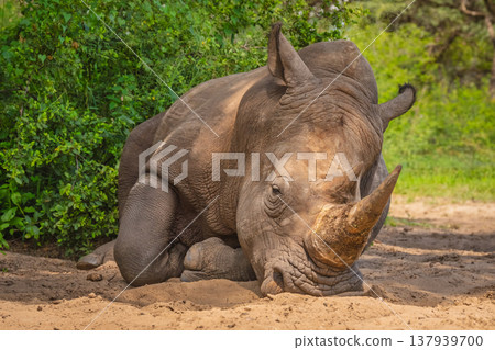 White rhino lies on sand by bush 137939700