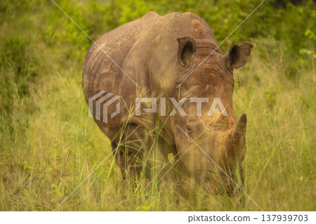 White rhino stands facing camera in grass White rhino stands facing camera in grass 137939703