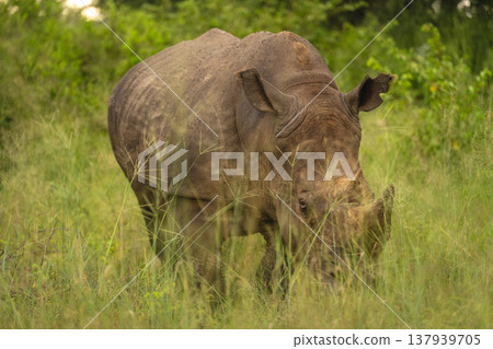 White rhino walks toward camera in grass White rhino walks toward camera in grass 137939705