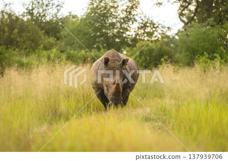 White rhino walks towards camera in clearing White rhino walks towards camera in clearing 137939706