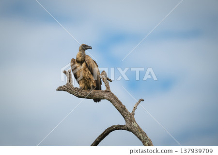White-backed vulture turns head on dead tree White-backed vulture turns head on dead tree 137939709