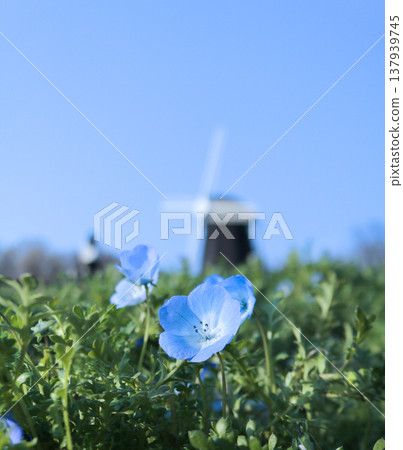 A scene of nemophila flowers blooming under a blue sky and a windmill. A scene of nemophila flowers blooming under a blue sky and a windmill. 137939745