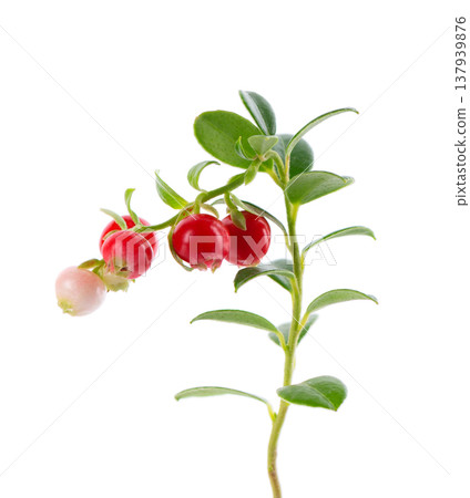 Fresh cowberry berries with leaves, isolated on white background. Ripe cranberry, cowberry, lingonberry. Clipping path. 137939876