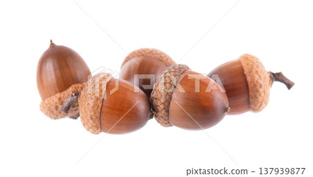 Acorn oak isolated on white background. Ripe brown acorns. Clipping path. Acorn oak isolated on white background. Ripe brown acorns. Clipping path. 137939877