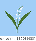 Lily of the valley. White spring flowers on blue background. Flat vector illustration. 137939885
