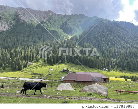 吉爾吉斯阿爾金阿拉山 137939995