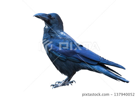 白色背景上的烏鴉 白色背景上的烏鴉 137940052