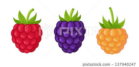 Red, purple, and golden raspberries set. Hand drawn trendy flat style isolated 137940247