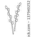 Two branches of willow. Spring easter elements in doodle line style. Palm Sunday. Isolated vector illustration. 137940252