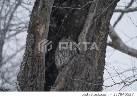 日本北海道，冬季，烏拉爾貓頭鷹，鳥類 137940527