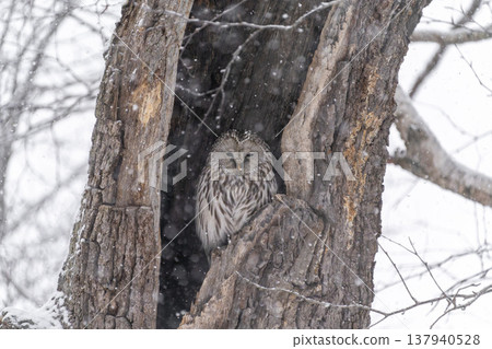 日本北海道,冬季,烏拉爾貓頭鷹,鳥類 日本北海道,冬季,烏拉爾貓頭鷹,鳥類 137940528