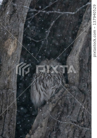 日本北海道，冬季，烏拉爾貓頭鷹，鳥類 137940529