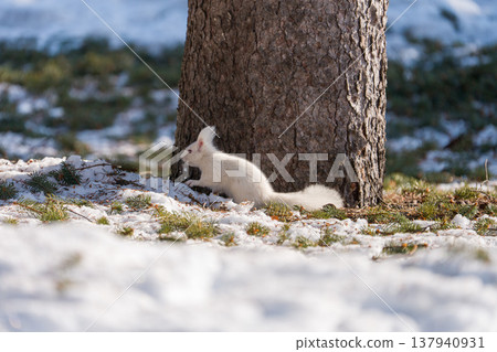 Hokkaido, squirrel, Ezo squirrel, albino, white, winter, snow 137940931