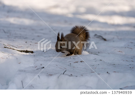 Hokkaido, squirrel, Ezo squirrel, albino, white, winter, snow 137940939
