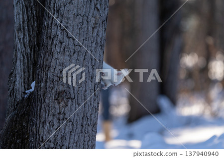 Hokkaido, squirrel, Ezo squirrel, albino, white, winter, snow 137940940