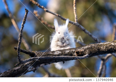 Hokkaido, squirrel, Ezo squirrel, albino, white, winter, snow Hokkaido, squirrel, Ezo squirrel, albino, white, winter, snow 137940946