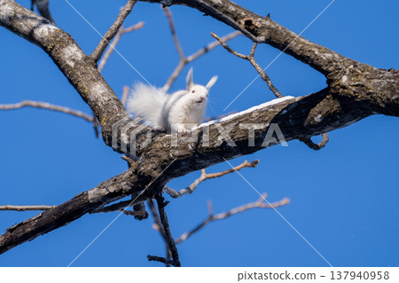 北海道，松鼠，蝦夷松鼠，白化，白色，冬天，雪 137940958