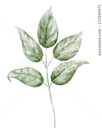 Branch watercolor illustration of green leaves with stem and botanical structure. Natural plant element on isolated background for botanical design, packaging, cards, eco branding. 137940975