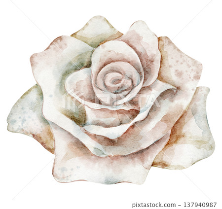 Rose watercolor illustration of soft vintage blossom with petals and pastel colors. Floral element on isolated background for wedding invitations or baby shower greeting cards. Botanical art. Rose watercolor illustration of soft vintage blossom with petals and pastel colors. Floral element on isolated background for wedding invitations or baby shower greeting cards. Botanical art. 137940987