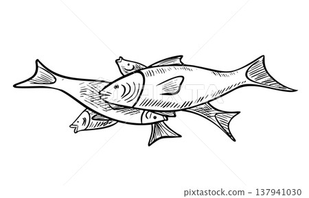 Fish vector illustration in engraving style. Hand drawn salmon like aquatic animal painted by black inks on isolated background. Linear drawing of seafood for recipe book or menu design. Art of food. 137941030