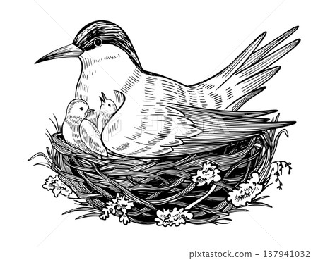 Arctic seabird vector in nest with eggs and chicks, hand drawn engraving style. Etching of tundra tern painted by black inks for north nature themes. Linear illustration on isolated background. Arctic seabird vector in nest with eggs and chicks, hand drawn engraving style. Etching of tundra tern painted by black inks for north nature themes. Linear illustration on isolated background. 137941032