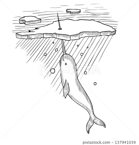 Arctic Narwhal swimming under ice floe vector illustration in engraving style. Hand drawn marine cetacean painted by black inks on isolated background. Linear drawing of sea animal for ocean wildlife. 137941039