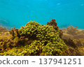 Sea grapes underwater on coral reef in ocean 137941251
