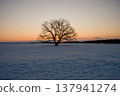 Hokkaido, Toyokoro, Japanese elm tree, sunrise, Japan Hokkaido, Toyokoro, Japanese elm tree, sunrise, Japan 137941274