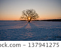 Hokkaido, Toyokoro, Japanese elm tree, sunrise, Japan Hokkaido, Toyokoro, Japanese elm tree, sunrise, Japan 137941275