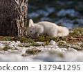 Hokkaido, squirrel, Ezo squirrel, squirrel, wild animal, rodent, animal, nature, small animal, mammal Hokkaido, squirrel, Ezo squirrel, squirrel, wild animal, rodent, animal, nature, small animal, mammal 137941295