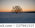 Hokkaido, Toyokoro, Japanese elm tree, sunrise, Japan, landscape, winter, nature, snow, snowscape, sky, snow cover, sunny, winter scenery, sun, snow Hokkaido, Toyokoro, Japanese elm tree, sunrise, Japan, landscape, winter, nature, snow, snowscape, sky, snow cover, sunny, winter scenery, sun, snow 137941315