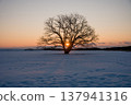 Hokkaido, Toyokoro, Japanese elm tree, sunrise, Japan, landscape, winter, nature, snow, snowscape, sky, snow cover, sunny, winter scenery, sun, snow Hokkaido, Toyokoro, Japanese elm tree, sunrise, Japan, landscape, winter, nature, snow, snowscape, sky, snow cover, sunny, winter scenery, sun, snow 137941316