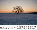 Hokkaido, Toyokoro, Japanese elm tree, sunrise, Japan, landscape, winter, nature, snow, snowscape, sky, snow cover, sunny, winter scenery, sun, snow Hokkaido, Toyokoro, Japanese elm tree, sunrise, Japan, landscape, winter, nature, snow, snowscape, sky, snow cover, sunny, winter scenery, sun, snow 137941317