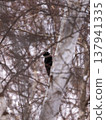 Hokkaido, Japan, Black Woodpecker, wild bird, woodpecker, wild, bird, avian, nature, animal, small bird, winter, wildlife, organism, outdoors Hokkaido, Japan, Black Woodpecker, wild bird, woodpecker, wild, bird, avian, nature, animal, small bird, winter, wildlife, organism, outdoors 137941335