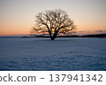Hokkaido, Toyokoro, Japanese elm tree, sunrise, Japan, landscape, winter, nature, snow, snowscape, sky, snow cover, sunny, winter scenery, sun, snow Hokkaido, Toyokoro, Japanese elm tree, sunrise, Japan, landscape, winter, nature, snow, snowscape, sky, snow cover, sunny, winter scenery, sun, snow 137941342